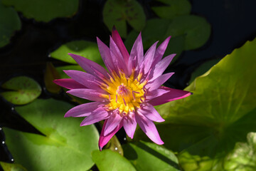 purple lotus bloom in the morning light