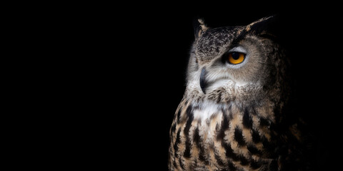 Horned owl wildlife bird animal predator hunter nocturnal night watching alert eye head beak feather ear majestic forest nature wild habitat perched branch tree natural light outdoors portrait