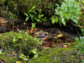 Obraz premium ヤマガラの水浴び