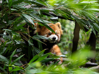 Red Panda At Dujiangyan Panda Base In China