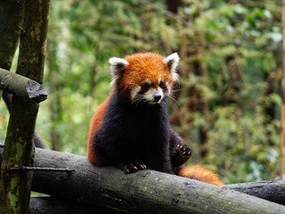Red Panda At Dujiangyan Panda Base In China