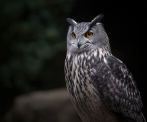 Obraz premium German lower saxony wild animal owl bird wildlife nature europe old world habitat forest north watching alert eye head beak feather perched branch tree natural light outdoors autumn winter