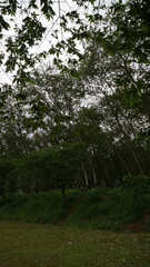 Fototapeta premium Lush green forest with tall trees and dense foliage under cloudy sky.