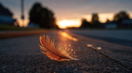 Feather on Road at Sunset.