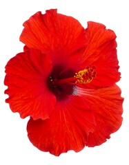 Close-up of a vibrant red hibiscus flower with a yellow stamen, isolated