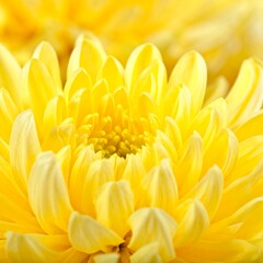 Close-up of a vibrant yellow chrysanthemum flower in full bloom