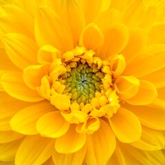 Close-up of a vibrant yellow flower with layered petals (1)