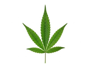 A vibrant green cannabis leaf isolated on a pure white background