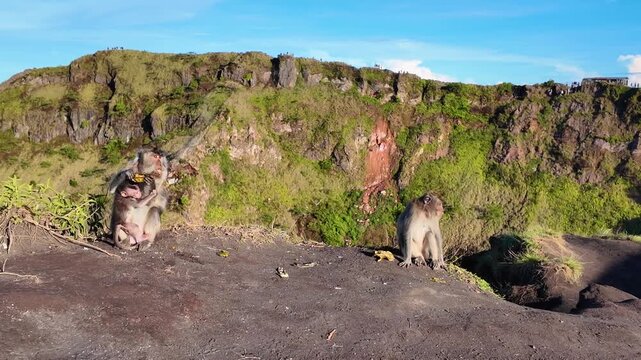 Monkeys atop Mount Batur capture playful moments in scenic Bali landscape