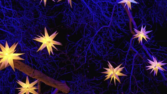 The branches of the large plane trees are illuminated with a deep blue light and filled with dozens of glowing, multi-pointed Moravian stars (Herrnhuter Sterne).