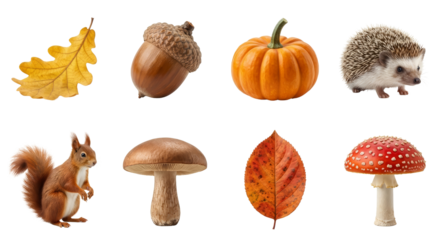 Collection of autumnal elements including leaves nuts mushrooms and a squirrel isolated on