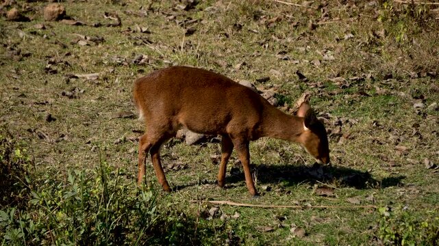 Indian Hog Deer grazing at Kaziranga National Park in Assam codec ProRes 422 HQ