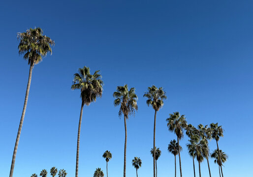 Tall California fan palm trees and blue sky in Santa Barbara on a warm December day