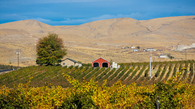 Scenic landscape of Red Barn, vineyards and Orchards of Yakima Valley in Washington state, USA.