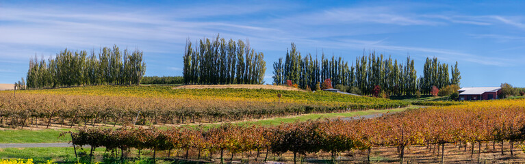Scenic panoramic view of vineyards in central Washington state in winter time.