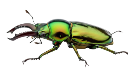 Iridescent stag beetle PNG isolated on transparent background, metallic green insect with large mandibles for entomology and nature studies