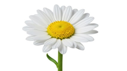 Beautiful daisy flower PNG isolated on transparent background, close-up of a single fresh blossom with white petals and yellow center