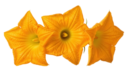 Three vibrant yellow pumpkin flowers isolated PNG, summer squash blossoms on transparent background for food design and seasonal decoration