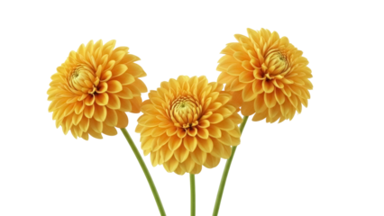 Three vibrant yellow Dahlia flowers isolated PNG, beautiful blossoms with intricate petal patterns on transparent background for floral design projects