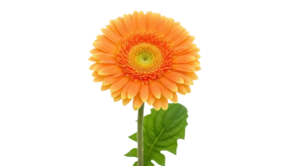 Vibrant orange Gerbera daisy isolated PNG on transparent background, bright and cheerful flower for spring and summer designs