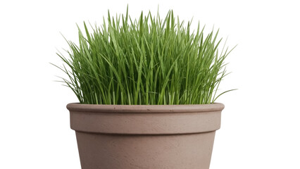 Fresh green grass growing in a pot isolated PNG, vibrant plant for spring decor and natural design elements on transparent background