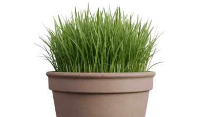 Fresh green grass growing in a pot isolated PNG, vibrant plant for spring decor and natural design elements on transparent background
