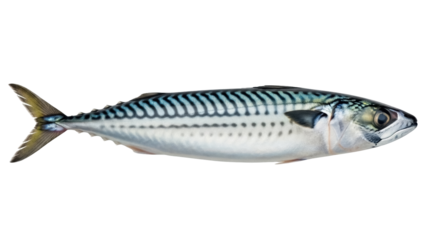 Atlantic mackerel isolated PNG, fresh raw fish with blue and silver stripes on transparent background, healthy seafood