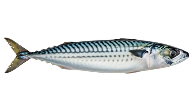 Atlantic mackerel isolated PNG, fresh raw fish with blue and silver stripes on transparent background, healthy seafood
