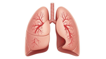 Realistic human lungs isolated PNG, respiratory system anatomy with trachea and bronchi for medical education and healthcare design © James