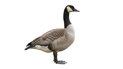 Canada goose PNG isolated on transparent background, waterfowl with black neck and brown feathers, wildlife bird for design projects © James