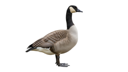 Canada goose PNG isolated on transparent background, waterfowl with black neck and brown feathers, wildlife bird for design projects