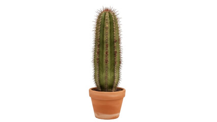 Green cactus in terracotta pot isolated PNG, spiky succulent plant for desert flora and home decor design on transparent background © PICSPRO