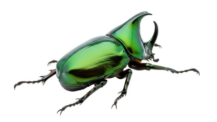 Brilliant green rhinoceros beetle PNG isolated on transparent background, exotic insect with horn...