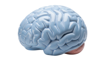 Anatomically correct human brain model PNG isolated on transparent background, medical science educational resource for healthcare professionals