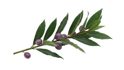 Bay laurel branch with berries isolated PNG, aromatic herb with green leaves and purple fruits on...
