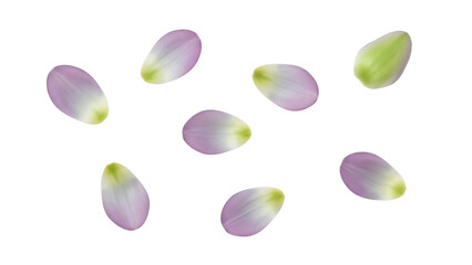 Delicate flower petals PNG isolated on transparent background, light purple and green floral...
