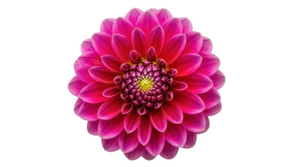 Vibrant pink dahlia flower isolated PNG, beautiful blossom with detailed petals on transparent background for floral design and spring themes