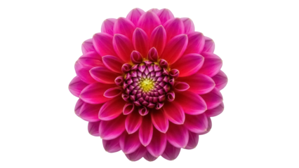 Vibrant pink dahlia flower isolated PNG, beautiful blossom with detailed petals on transparent background for floral design and spring themes