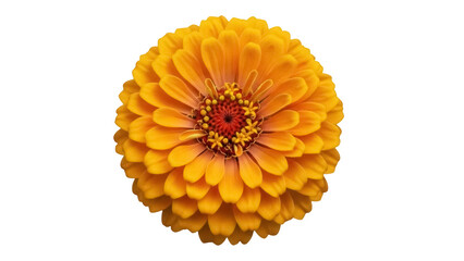 Vibrant orange zinnia flower isolated PNG on transparent background, beautiful blossom with detailed petals for botanical design