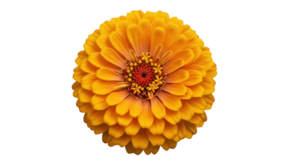 Vibrant orange zinnia flower isolated PNG on transparent background, beautiful blossom with detailed petals for botanical design