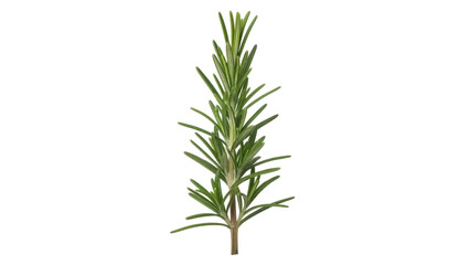 Fresh green rosemary sprig isolated PNG, aromatic herb for cooking and seasoning on transparent background © James
