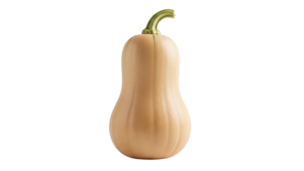 Butternut squash isolated PNG on transparent background, fresh beige gourd for autumn harvest and healthy eating
