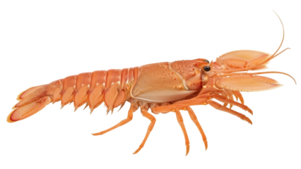 Orange slipper lobster isolated PNG on transparent background, delicious seafood delicacy for gourmet cuisine and culinary design