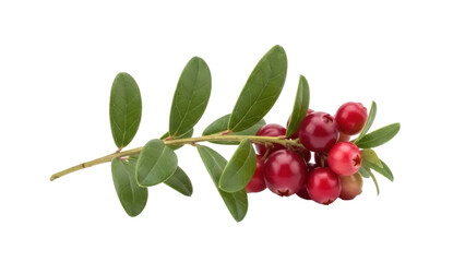 Lingonberry branch with red berries isolated PNG, vibrant fruit cluster on transparent background for healthy eating and natural food concepts