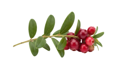 Lingonberry branch with red berries isolated PNG, vibrant fruit cluster on transparent background for healthy eating and natural food concepts