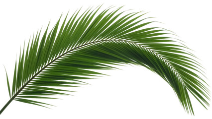 Obraz premium Green palm leaf PNG isolated on transparent background, tropical foliage cutout for summer design and exotic vacation themes