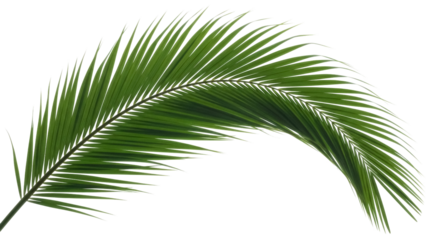 Green palm leaf PNG isolated on transparent background, tropical foliage cutout for summer design and exotic vacation themes