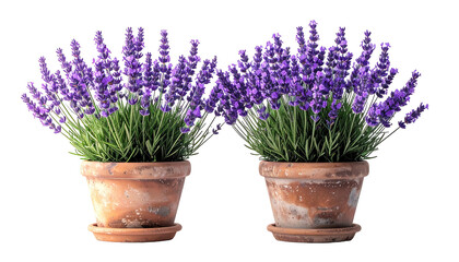 Two pots of blooming lavender plants on black background