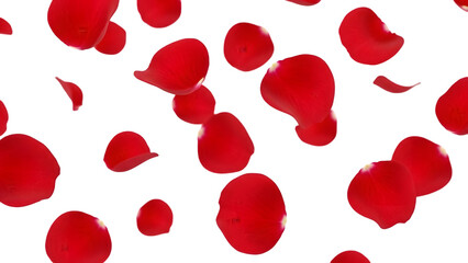 Falling red rose petals isolated on transparent background