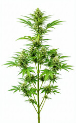 Mature cannabis plant with dense buds and green leaves against a clean white background